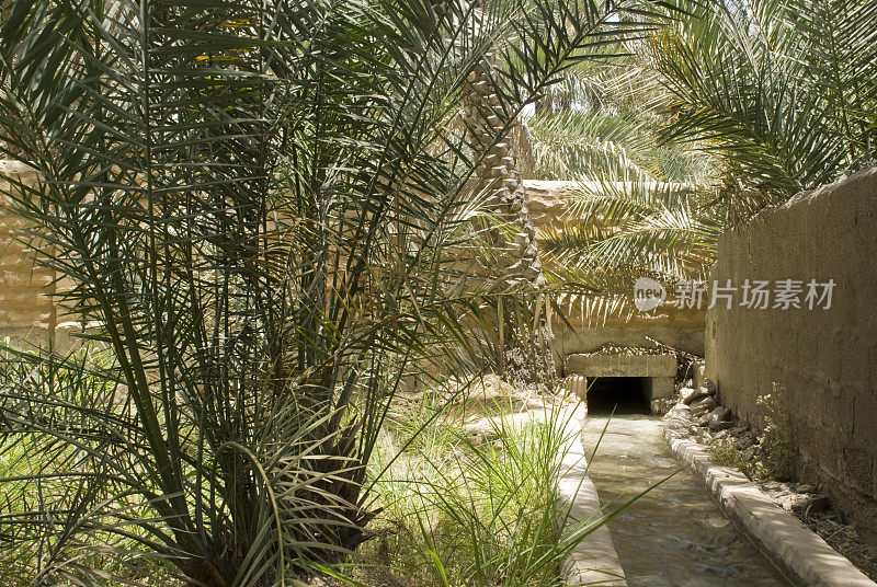 Al Ain Oasis falaj，阿布扎比，阿拉伯联合酋长国